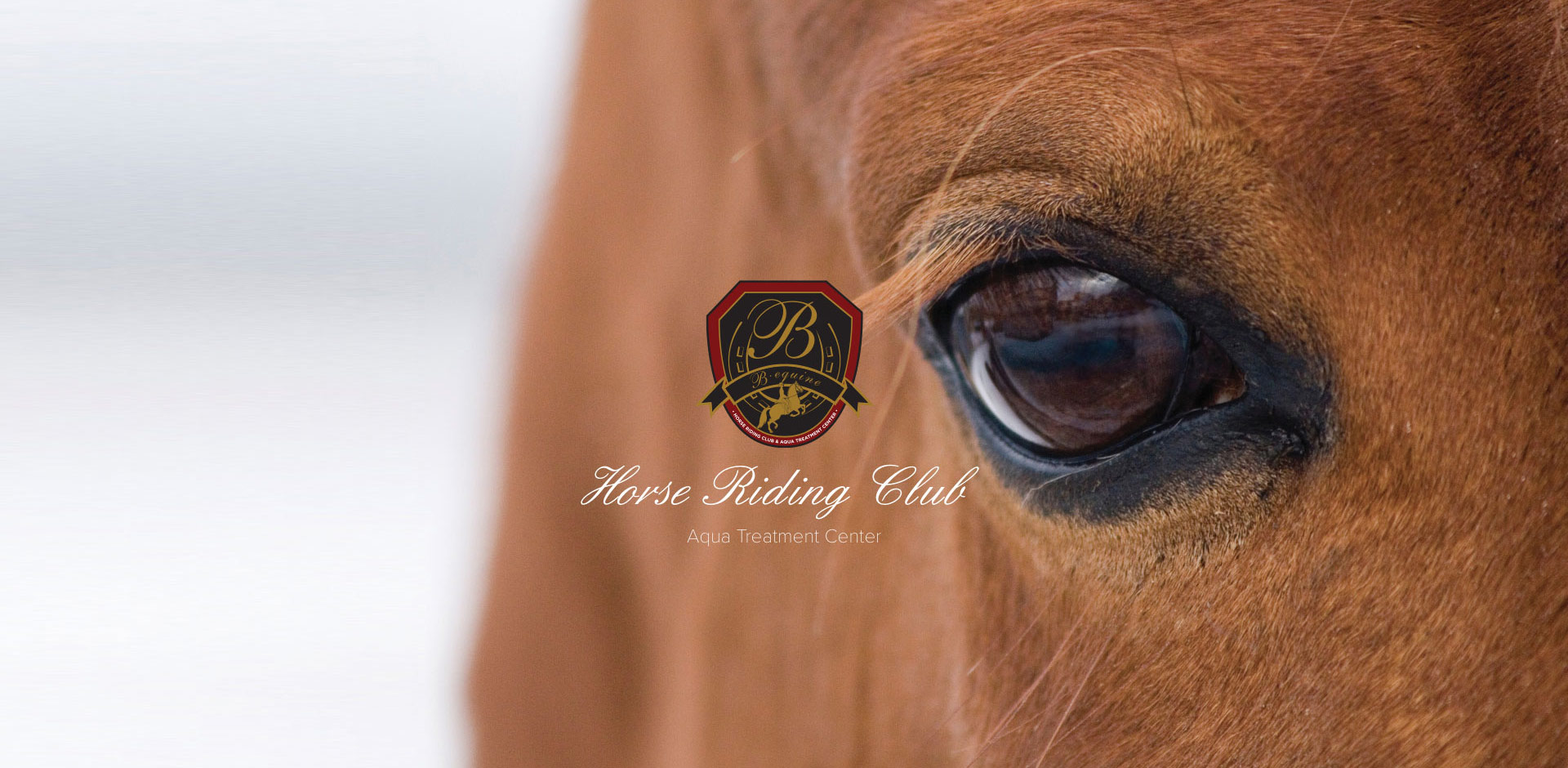 B.Equine Horse Riding Club